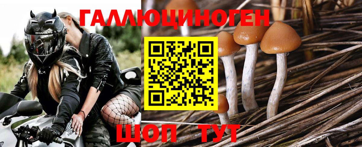 Галлюциногенные грибы MAGIC MUSHROOMS  Вход с VPN  Хасавюрт 
